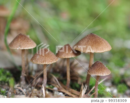 クロトマヤタケの生態写真 クロトマヤタケの生態写真 99358309