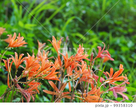 キツネノカミソリの生態写真 99358310