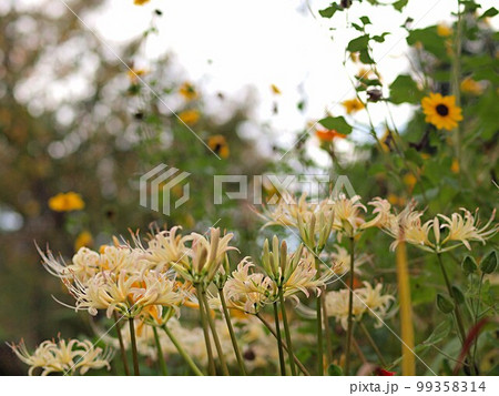 白い彼岸花の咲く風景 99358314