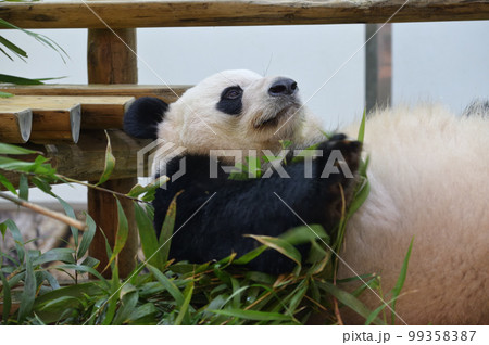 遊具の上でくつろぐ桃浜 99358387