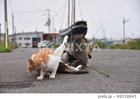 猫 猫 99358645