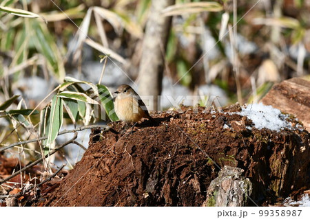 ジョウビタキ　メス　可愛い小鳥 99358987