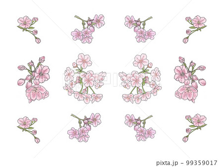 桜 99359017