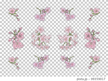 桜 99359017