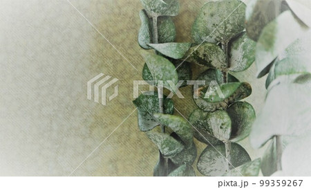 グリーン　観葉植物　背景素材　余白スペース　ドライフラワー 99359267