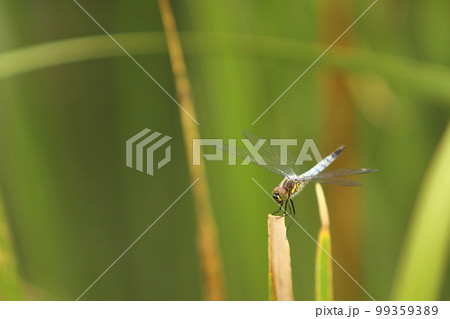葉の上で羽を休めるトンボ　シオカラトンボ 99359389