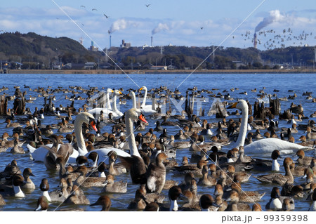 ロマンチック茨城（霞ケ浦を構成する湖の一つ「北浦」。冬になると野鳥で溢れかえる。）潮来市「白鳥の里」 99359398