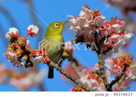 静岡県伊豆市土肥地区　ピンクが鮮やかな早咲きの土肥桜にとまるメジロ 99359623