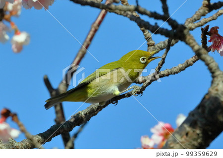 静岡県伊豆市土肥地区　ピンクが鮮やかな早咲きの土肥桜にとまるメジロ 99359629
