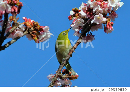 静岡県伊豆市土肥地区　ピンクが鮮やかな早咲きの土肥桜にとまるメジロ 99359630