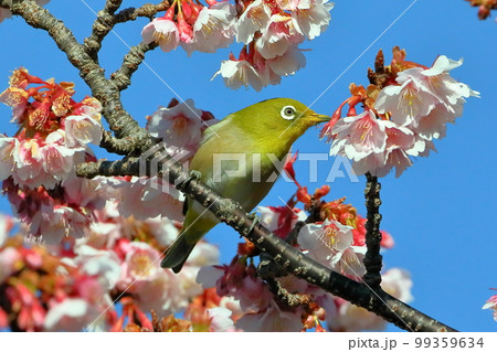 静岡県伊豆市土肥地区 ピンクが鮮やかな早咲きの土肥桜にとまるメジロ 静岡県伊豆市土肥地区 ピンクが鮮やかな早咲きの土肥桜にとまるメジロ 99359634