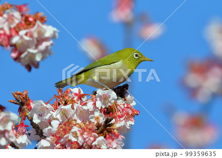 静岡県伊豆市土肥地区　ピンクが鮮やかな早咲きの土肥桜にとまるメジロ 99359635