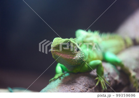 インドシナウォータードラゴンの美しいテクスチャ 99359696
