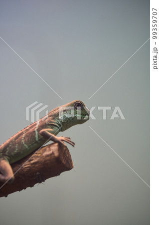 インドシナウォータードラゴンの幼体 99359707