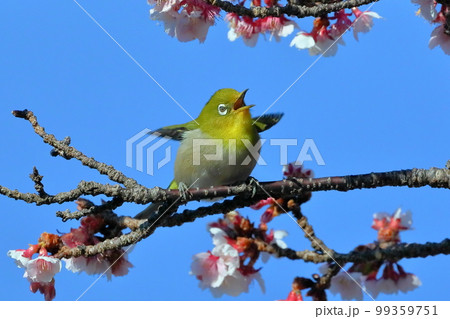 静岡県伊豆市土肥地区　ピンクが鮮やかな早咲きの土肥桜にとまる羽を広げるメジロ 99359751
