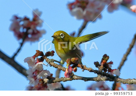静岡県伊豆市土肥地区 ピンクが鮮やかな早咲きの土肥桜にとまる羽を広げるメジロ 静岡県伊豆市土肥地区 ピンクが鮮やかな早咲きの土肥桜にとまる羽を広げるメジロ 99359753
