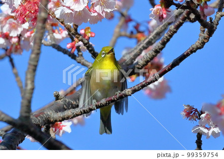 静岡県伊豆市土肥地区 ピンクが鮮やかな早咲きの土肥桜にとまる羽を広げるメジロ 静岡県伊豆市土肥地区 ピンクが鮮やかな早咲きの土肥桜にとまる羽を広げるメジロ 99359754