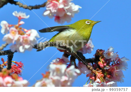 静岡県伊豆市土肥地区 ピンクが鮮やかな早咲きの土肥桜にとまる羽を広げるメジロ 静岡県伊豆市土肥地区 ピンクが鮮やかな早咲きの土肥桜にとまる羽を広げるメジロ 99359757