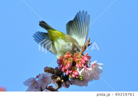 静岡県伊豆市土肥地区　ピンクが鮮やかな早咲きの土肥桜にとまる羽を広げるメジロ 99359761