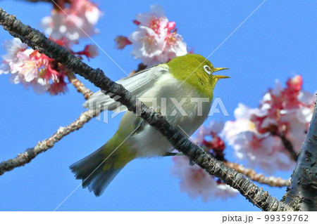 静岡県伊豆市土肥地区 ピンクが鮮やかな早咲きの土肥桜にとまる羽を広げるメジロ 静岡県伊豆市土肥地区 ピンクが鮮やかな早咲きの土肥桜にとまる羽を広げるメジロ 99359762