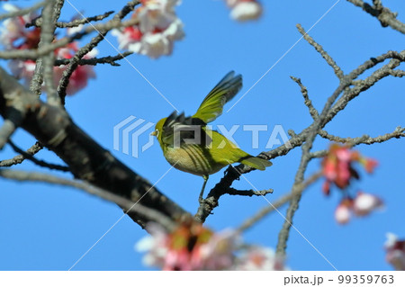 静岡県伊豆市土肥地区　ピンクが鮮やかな早咲きの土肥桜にとまる羽を広げるメジロ 99359763
