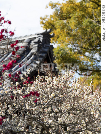 神社の境内に咲く白梅と紅梅 神社の境内に咲く白梅と紅梅 99359848