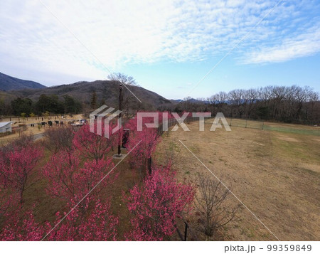 国営讃岐まんのう公園　花巡りの丘　紅梅　冬【香川県仲多度郡まんのう町吉野】9 99359849