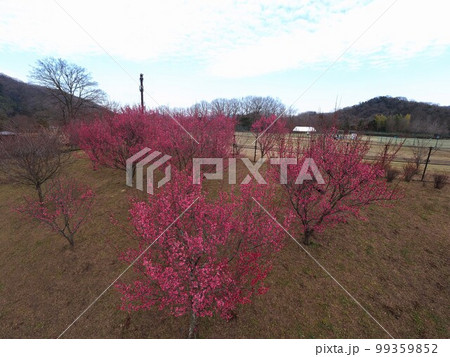 国営讃岐まんのう公園　花巡りの丘　紅梅　冬【香川県仲多度郡まんのう町吉野】6 99359852