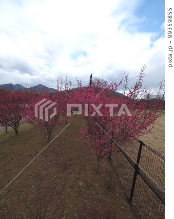 国営讃岐まんのう公園　花巡りの丘　紅梅　冬【香川県仲多度郡まんのう町吉野】3 99359855