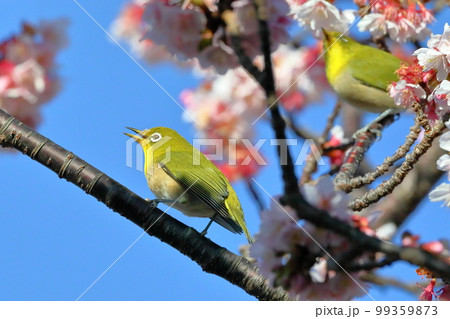 静岡県伊豆市土肥地区 ピンクが鮮やかな早咲きの土肥桜にとまる2羽のメジロ 静岡県伊豆市土肥地区 ピンクが鮮やかな早咲きの土肥桜にとまる2羽のメジロ 99359873