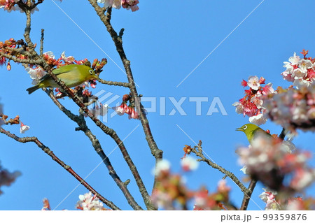 静岡県伊豆市土肥地区　ピンクが鮮やかな早咲きの土肥桜にとまる2羽のメジロ 99359876