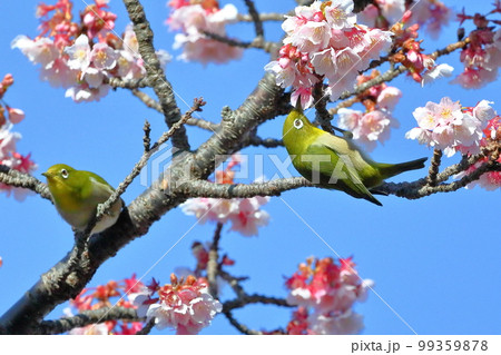 静岡県伊豆市土肥地区　ピンクが鮮やかな早咲きの土肥桜にとまる2羽のメジロ 99359878
