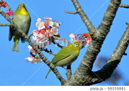 静岡県伊豆市土肥地区　ピンクが鮮やかな早咲きの土肥桜にとまる2羽のメジロ 99359881