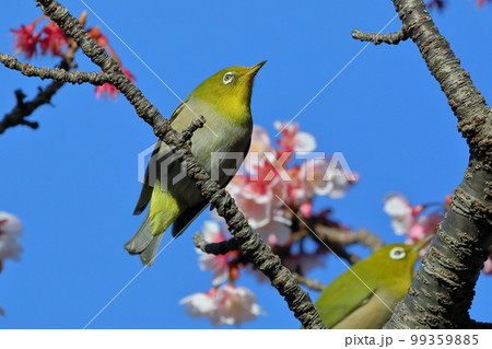 静岡県伊豆市土肥地区 ピンクが鮮やかな早咲きの土肥桜にとまる2羽のメジロ 静岡県伊豆市土肥地区 ピンクが鮮やかな早咲きの土肥桜にとまる2羽のメジロ 99359885