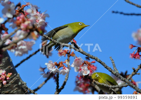 静岡県伊豆市土肥地区　ピンクが鮮やかな早咲きの土肥桜にとまる2羽のメジロ 99359891