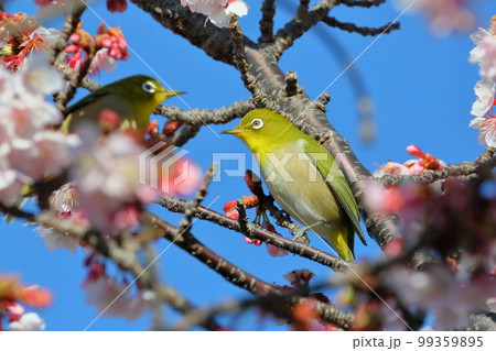 静岡県伊豆市土肥地区 ピンクが鮮やかな早咲きの土肥桜にとまる2羽のメジロ 静岡県伊豆市土肥地区 ピンクが鮮やかな早咲きの土肥桜にとまる2羽のメジロ 99359895