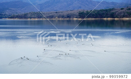 満濃池の鴨【香川県仲多度郡まんのう町】 99359972
