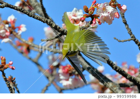 静岡県伊豆市土肥地区 ピンクが鮮やかな早咲きの土肥桜の中を飛び回るメジロ 静岡県伊豆市土肥地区 ピンクが鮮やかな早咲きの土肥桜の中を飛び回るメジロ 99359986