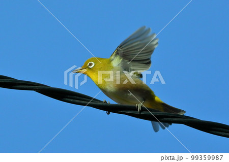 静岡県伊豆市土肥地区　ピンクが鮮やかな早咲きの土肥桜近くの電線にとまって羽を広げるメジロ 99359987
