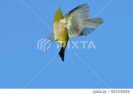 静岡県伊豆市土肥地区　ピンクが鮮やかな早咲きの土肥桜の中を飛び回るメジロ 99359988