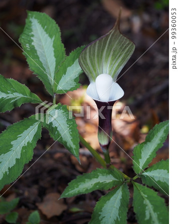 ユキモチソウ Arisaema sikokianum ユキモチソウ Arisaema sikokianum 99360053