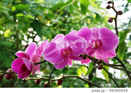 冬の温室に咲くピンク色のコチョウラン（胡蝶蘭） 99360058