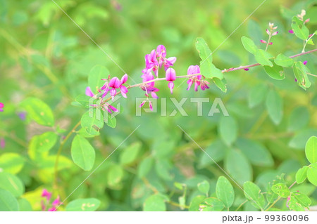 ハギの花 ハギの花 99360096