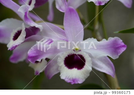 デンドロビウム・ノビル ’サクラ’ Dendrobium nobile ’Sakura’　ランの原種 99360175