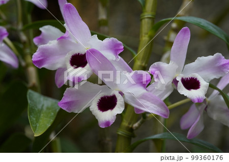デンドロビウム・ノビル ’サクラ’ Dendrobium nobile ’Sakura’　ランの原種 99360176