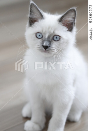 仔猫のラグドール 99360572