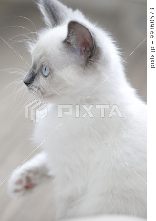 仔猫のラグドール 99360573
