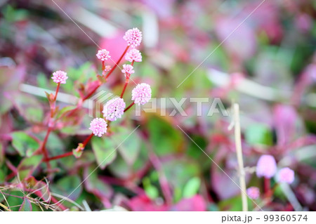 ヒメツルソバの花 99360574