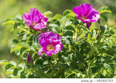 ハマナス 石狩市 ハマナス 石狩市 99360793