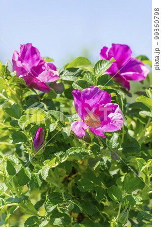 ハマナス　石狩市 99360798